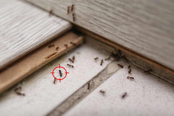 Best Mosquito Control Services  in Vergennes, VT