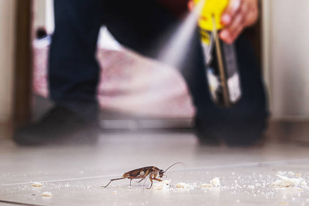 Best Wasp Removal Services  in Vergennes, VT